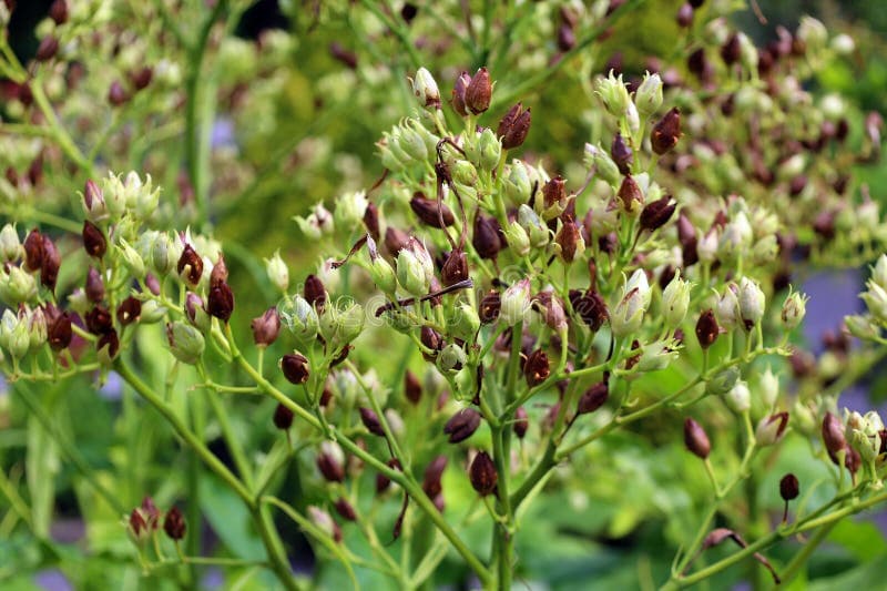 Exploring Nicotine in Everyday Foods: Nightshades and Teas